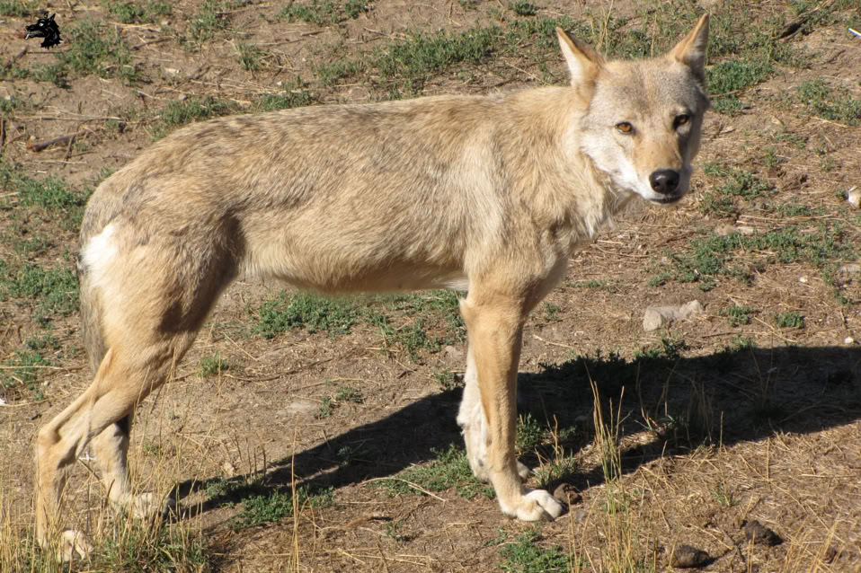 Parc Les loups du Gévaudan