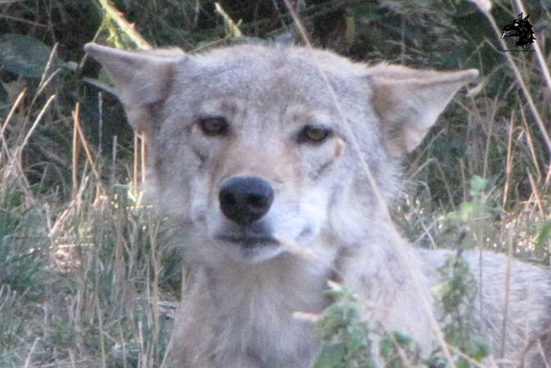 Parc Les loups du Gévaudan