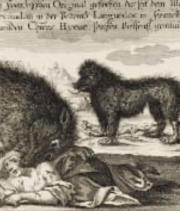 Hypothesis on the identity of the Beast of Gévaudan: the hybrid animal