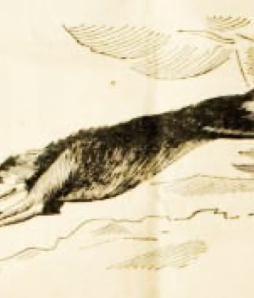 La Bête du Gévaudan Revue Gringroire de 1941 