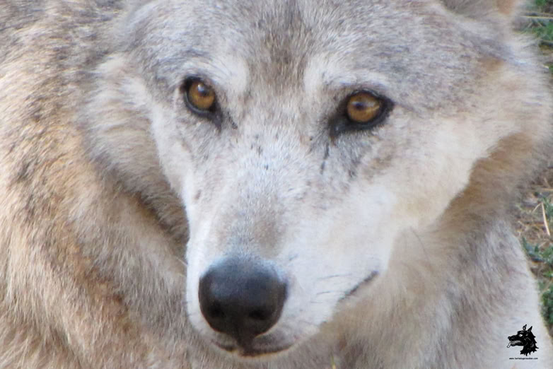 Parc Les loups du Gévaudan